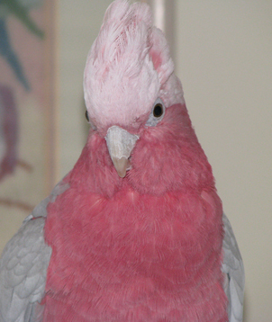 This is my rosebreasted cockatoo "tweet" Rozee